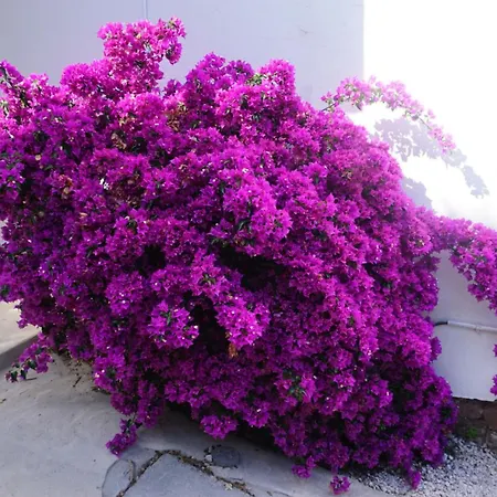 Aloe - Welkeys * Cavalaire-sur-Mer